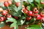 Crataegus monogyna Weidorn Wildobst Heilpflanze 60/100